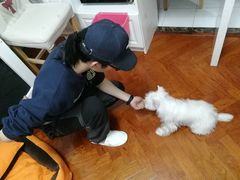 -多乐狗狗宠物训练工作室
