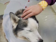 -美联众合宠物医院·爱萌分院·内外科·猫科中心