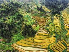 -紫鹊界梯田景区
