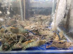-蚝得喜海鲜(东城店)