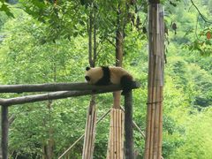 -都江堰中华大熊猫苑