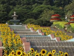 -长洲岛