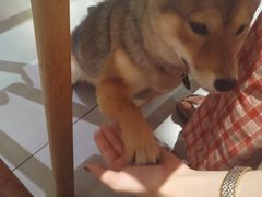 -柴务处·柴犬主题狗咖