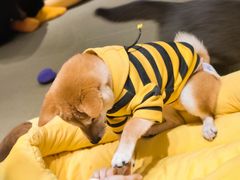 -逗柴咖啡屋·狗咖猫咖宠物桌游