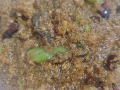 鱼籽鱼杂-金鹏鱼肉馆