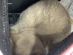 -四月宠物医院·猫专科·心脏专科·内科(转塘店)