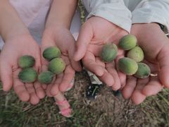 -同銮特种养殖场·龙虾垂钓