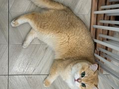 -Pets First伊珊娜洗护·精致美容·家庭式寄养(新会路店)