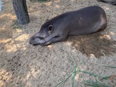 -西霞口神雕山野生动物世界
