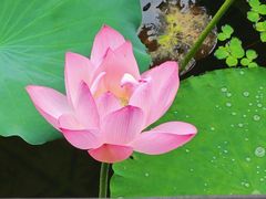-荔湾湖公园