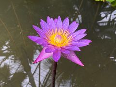-中国科学院华南植物园