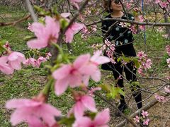 -天适樱花悠乐园