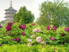 -洛阳郁金香牡丹园