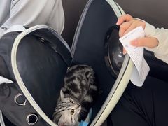 -瑞派伍一宠物医院·眼科·骨科·猫科转诊中心(马王堆院)