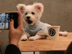 -Infica Coffee
