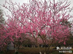 -秀丽东方