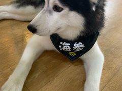-Husky Go! 哈士奇体验馆·宠物咖啡厅狗咖