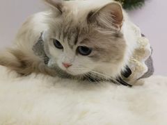 -爱洗澡的猫(望京店)