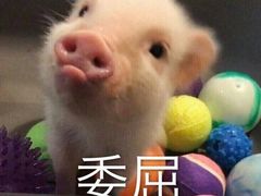 -不计饺辣酱干拌水餃(华阳店)