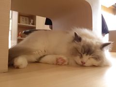 -瞄一喵猫咖(格力海岸店)