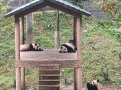 -中国大熊猫保护研究中心雅安碧峰峡基地