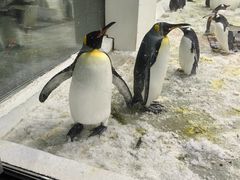 -大连圣亚海洋世界