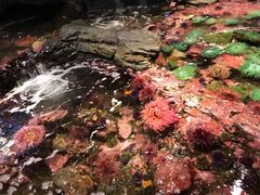 -西雅图水族馆