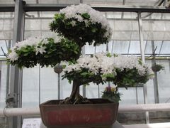 景点-上海鲜花港