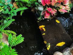 -合晋食府(广州合晋帝苑酒店)