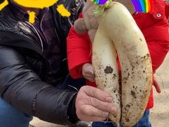 -前小桔亲子创意农场·草莓采摘·露营烧烤