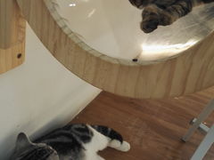 -COLOR PETS 撸猫馆·购猫·猫咖(长风大悦城店)
