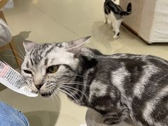 -藏猫猫咖啡主题馆(中央大道店)