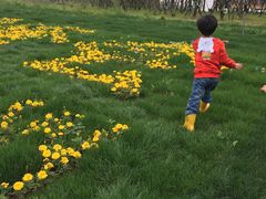 -杭州湾海上花田景区