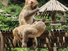 -西双版纳原始森林公园