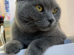 -猫咪派对(江南西店)