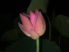 -陈家山荷花公园