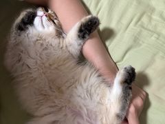 -艾贝尔宠物医院·24H转诊中心·肿瘤猫专科(江宁双龙店)