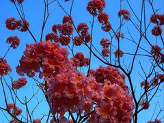 -SERA by Ciao Amici餐酒吧