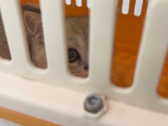 -全心全意连锁动物医院·微创中心·内科急重症·心脏专科(丰管路店)