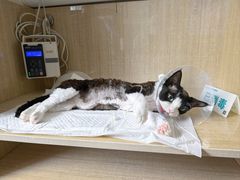 -北京观赏动物医院·24小时大型综合·猫专科·异宠专科