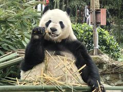 -都江堰中华大熊猫苑