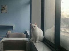 -喵的天空名猫咖啡馆·撸猫·猫舍·用品