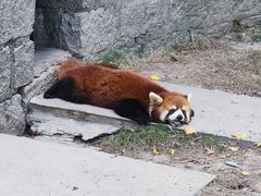 -上海野生动物园