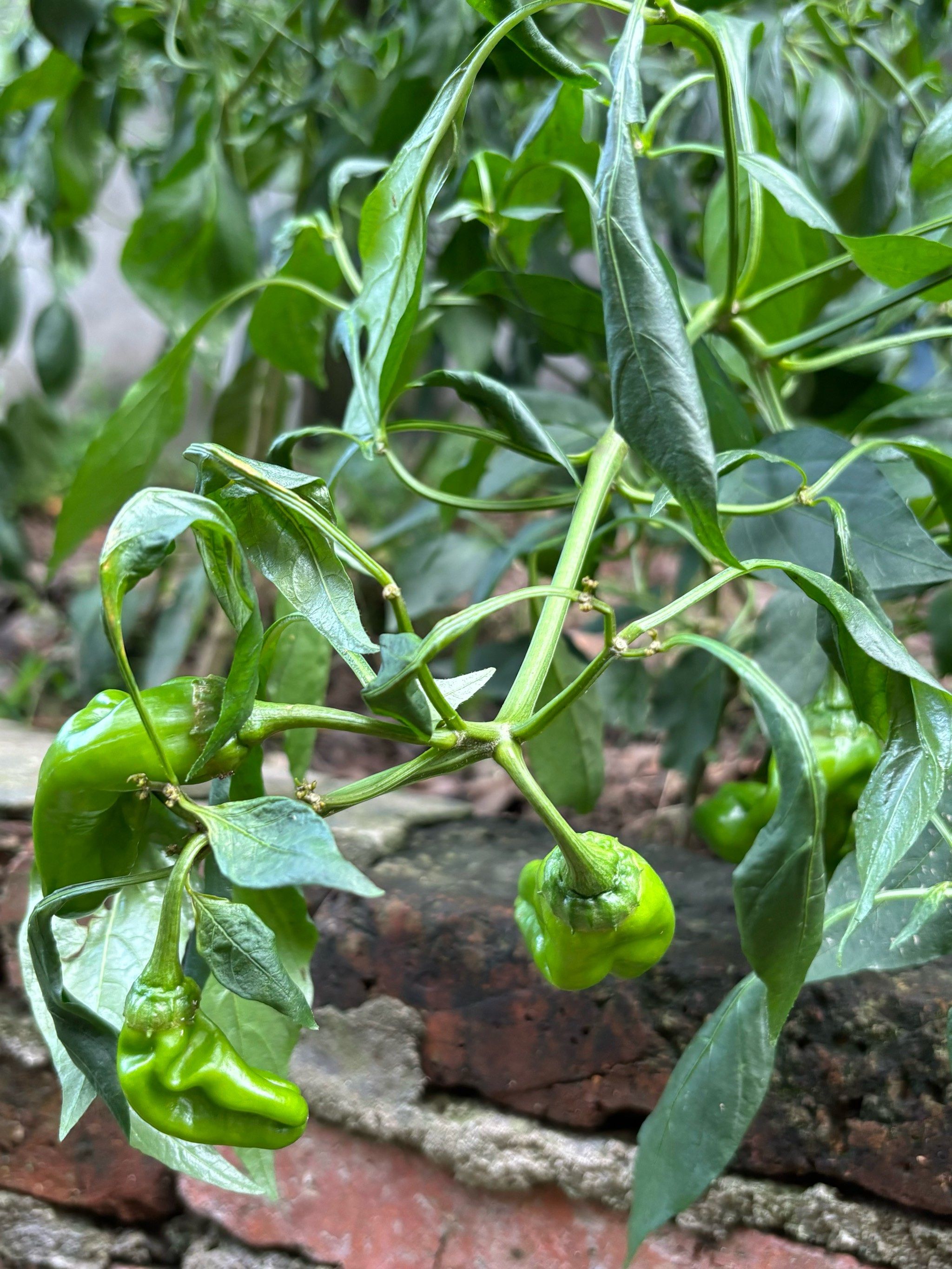 清新绿叶小菜日记🫑自家种的小辣椒