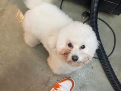 -PETKIT小佩宠物·低压洗护(国顺东路店)