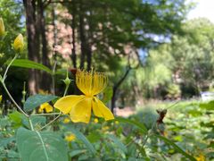 -陈家山荷花公园