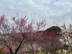 -无锡梅园公园