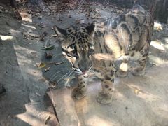 -清迈夜间动物园