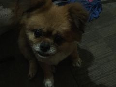 -阿姨小肉摊(同济西苑店)