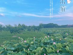 -荷塘月色湿地公园·向阳花洲